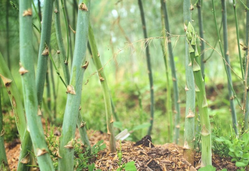 The Best and Worst Companion Plants for Asparagus