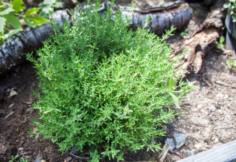 Thyme