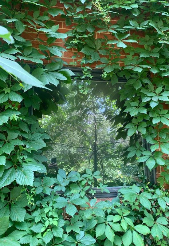 Virginia Creeper (Parthenocissus cinquefolia)