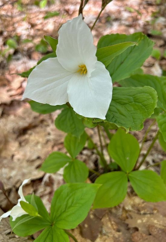 White Trillium (Trillium grandiflorum)
