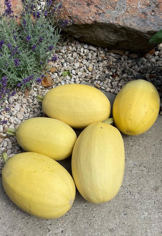 When to Harvest Spaghetti Squash and How to Cure It for Long-Lasting Flavor 9