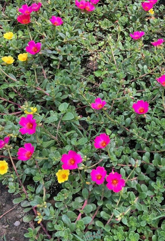 Plant, Eat, Repeat: 16 Best Edible Ground Cover Plants to Transform Your Yard into a Foodscape 7 Wingpod Purslane (Portulaca umbraticola)