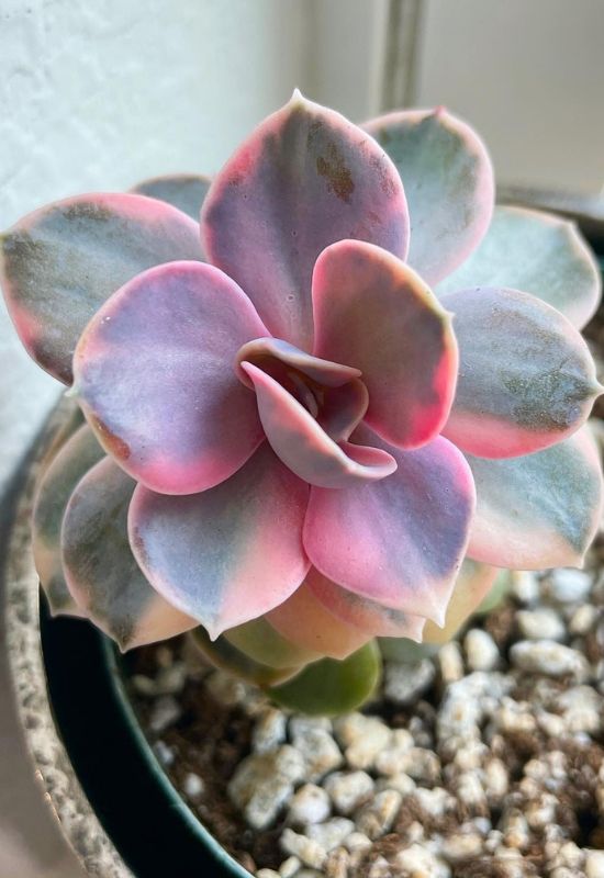 ‘Rainbow’ Echeveria (Echeveria ‘Rainbow’)