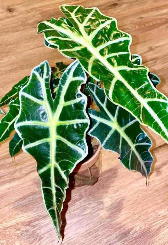 Amazonian Elephant Ear (Alocasia x amazonica ‘Polly’)