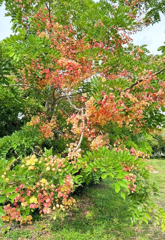 Apple BlossomTree (Cassia javanica)