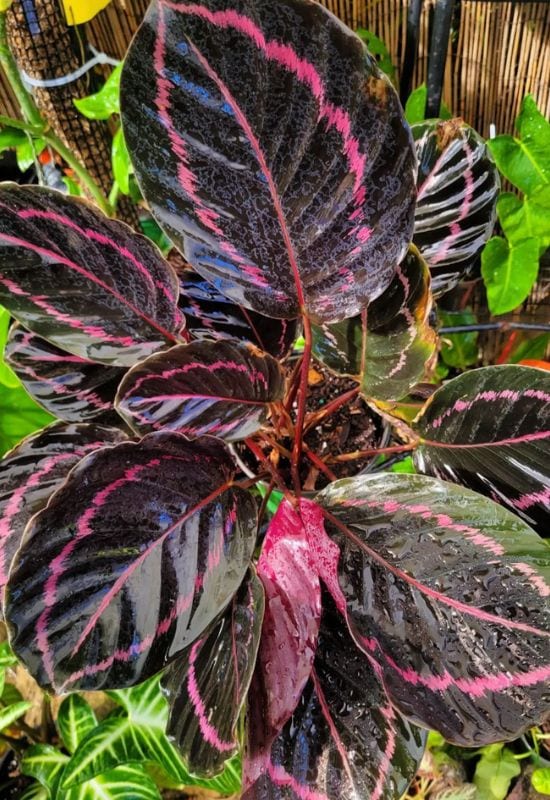 Black Rose Calathea (Calatheadottie)