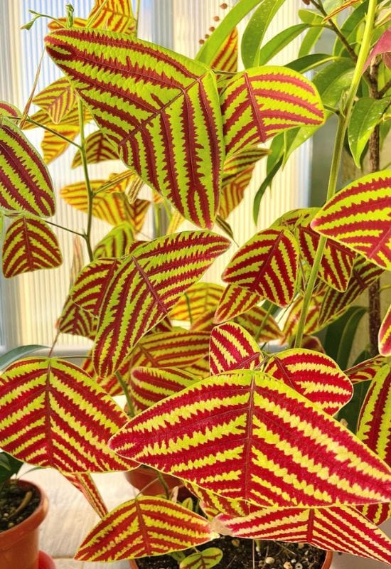 Butterfly Wing Plant (Christiaobcordata)