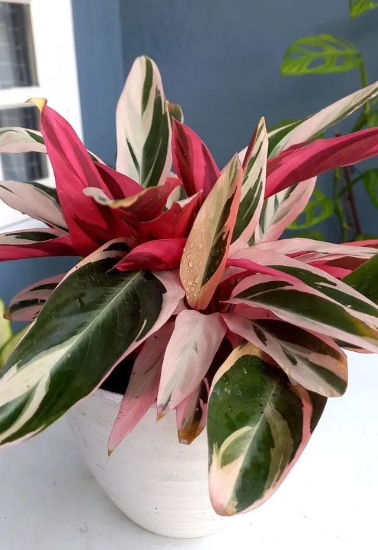 Calathea Hagbergii (Calathea hagbergii)