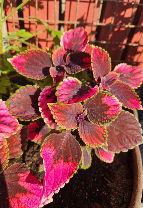 Coleus (Coleus spp.)