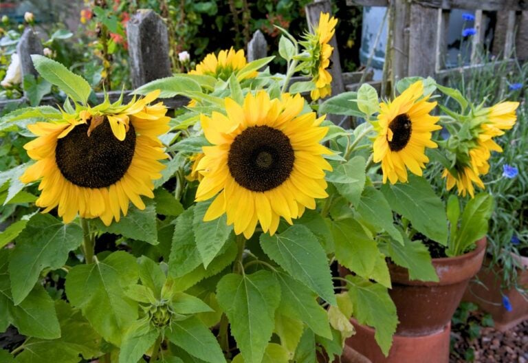 12 Dwarf Sunflower Varieties That Are Perfect for Small Spaces