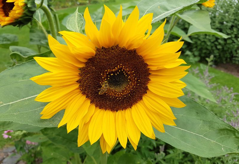 Dwarf Sunspot Sunflower 