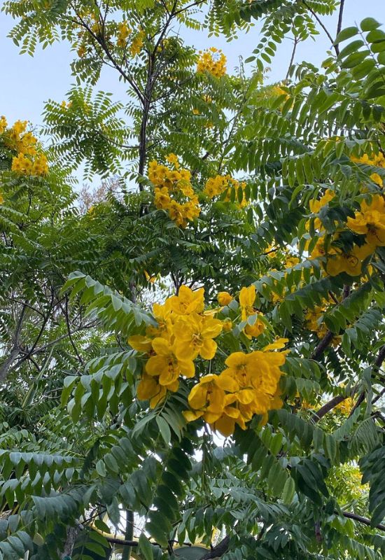 Gold Medallion Tree (Cassia leptophylla)