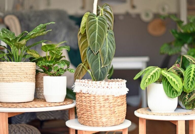 20 Variegated Houseplants That Will Paint Your Space with Stunning Leaf Artistry