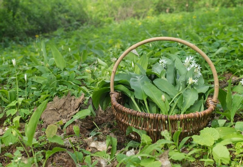 How To Harvest Wild Onions Without Dying