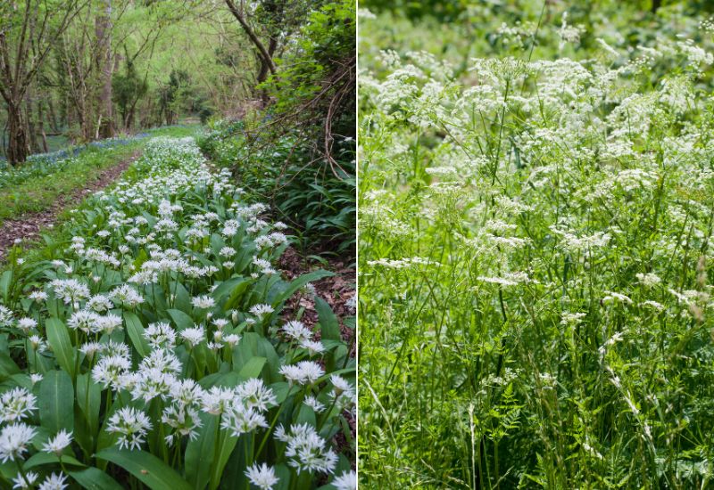 How To Tell The Difference Between Wild Onions And Poisonous Lookalikes