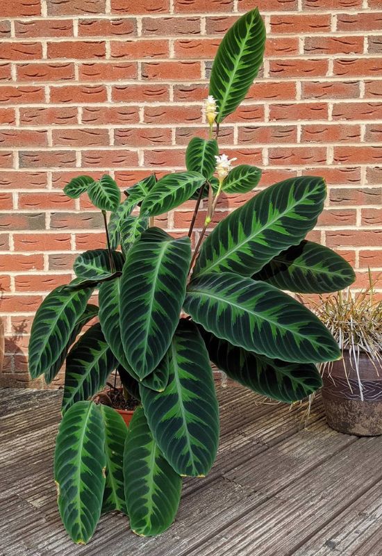 Jungle Velvet Goeppertia (Goeppertiawarszewiczii)