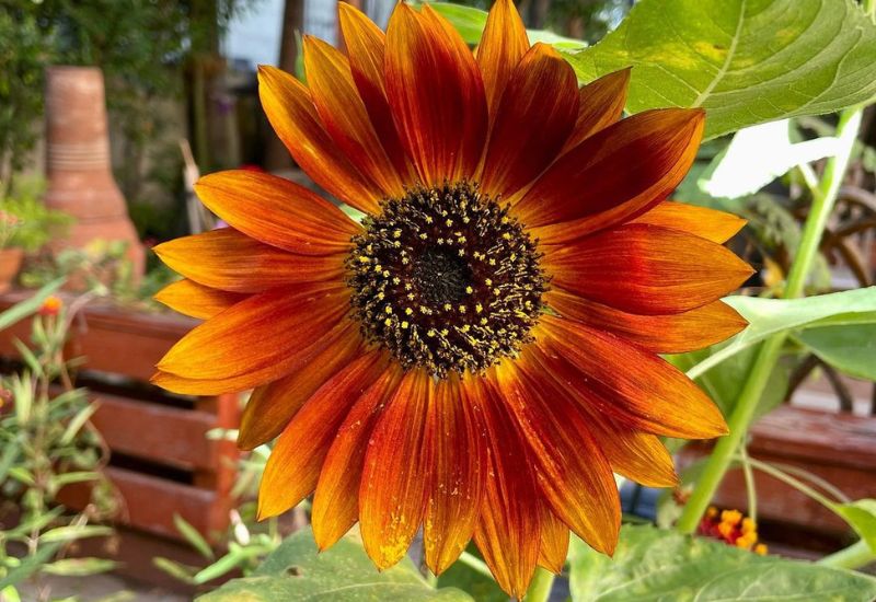 Little Becka sunflower