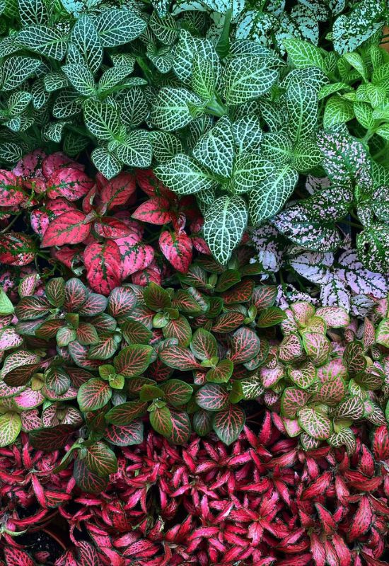 Nerve Plant (Fittonia spp.)