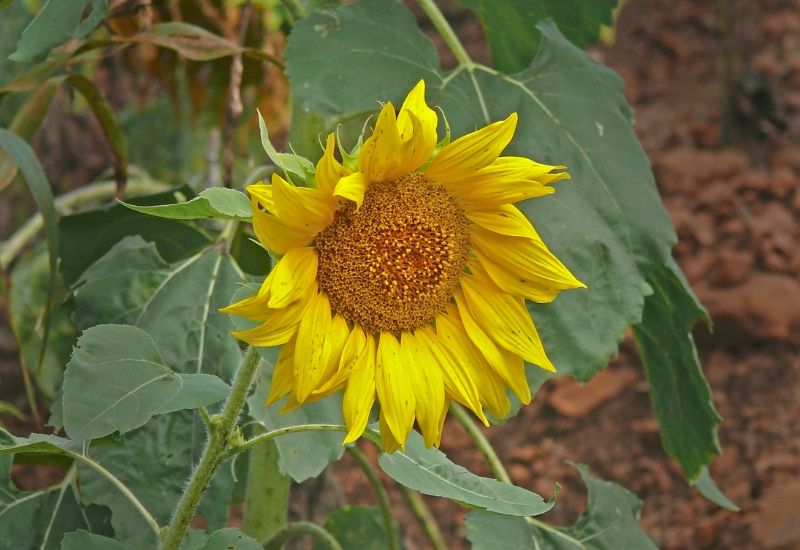 Pacino Series sunflower