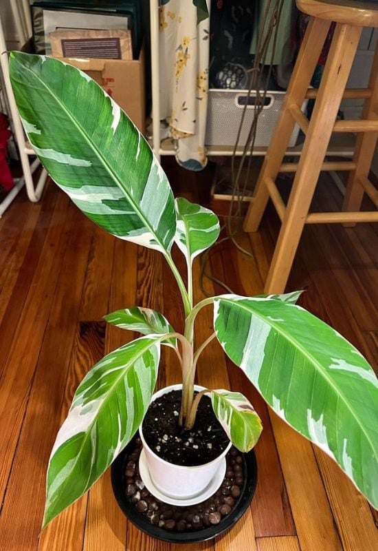 Royal Variegated Banana (Musa X Paradisiaca ‘Ae-Ae’)