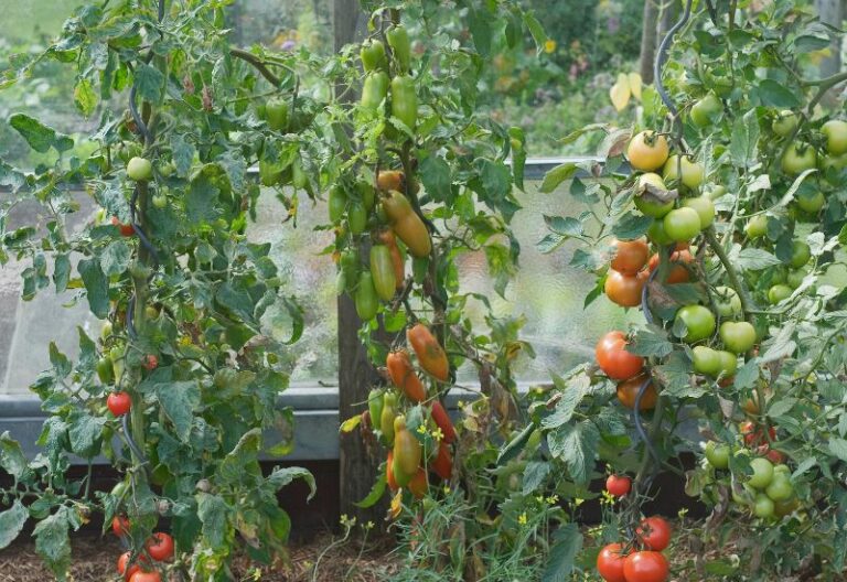 The 14 Best Tomato Varieties For Southern Gardens And Growing Tips