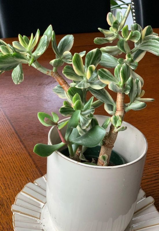 Variegated Jade Plant (Crassula ovata ‘Varoegata’)