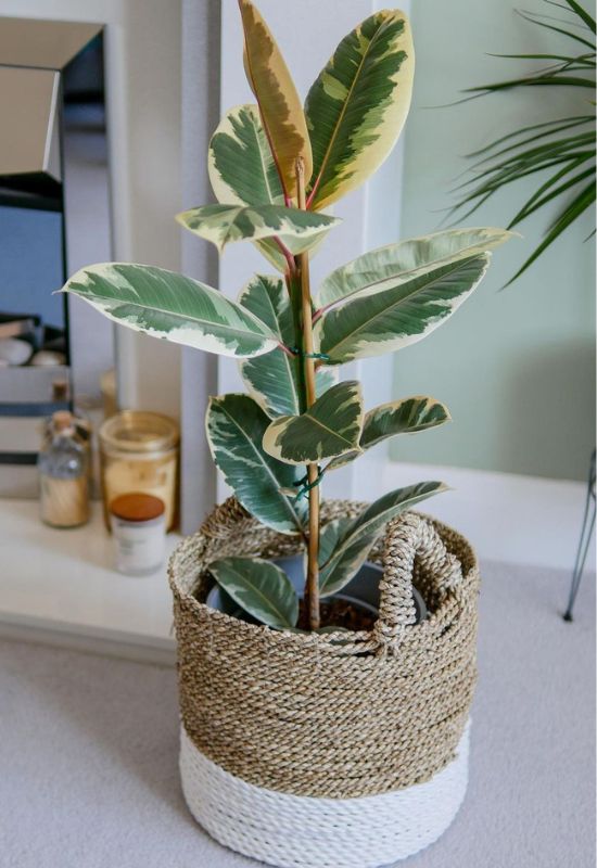 Variegated Rubber Fig (Ficus elastica ‘Variegata’)
