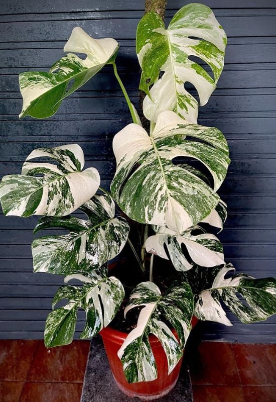 Variegated Swiss Cheese Plant (Monstera deliciosa ‘AlboVariegata’)