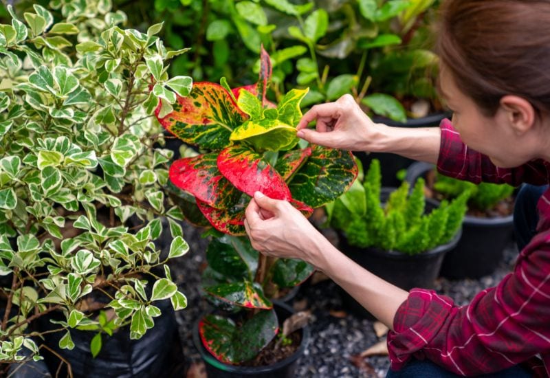 What Causes Variegation In Leaves?