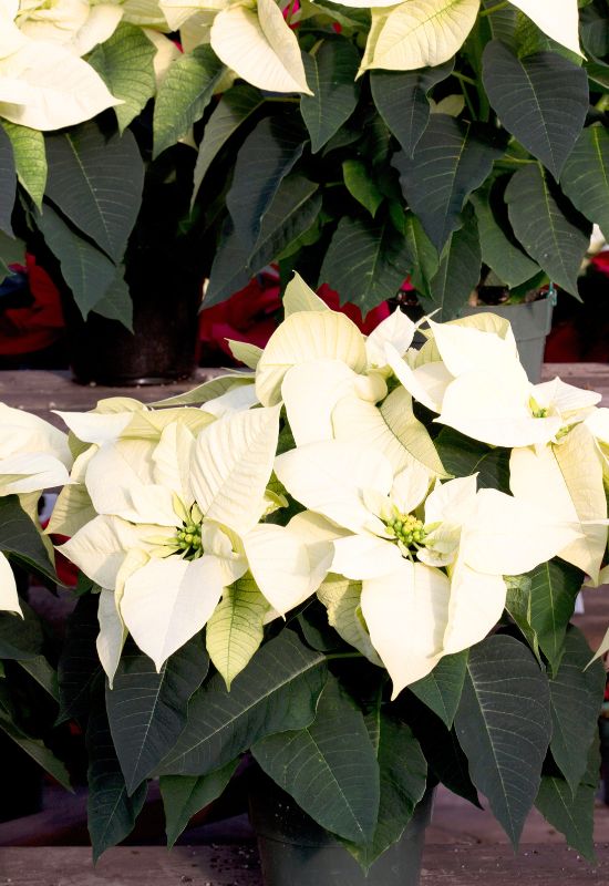 ‘Biancaneve White’ Poinsettia (Euphorbiapulcherrima ‘Biancaneve White’)
