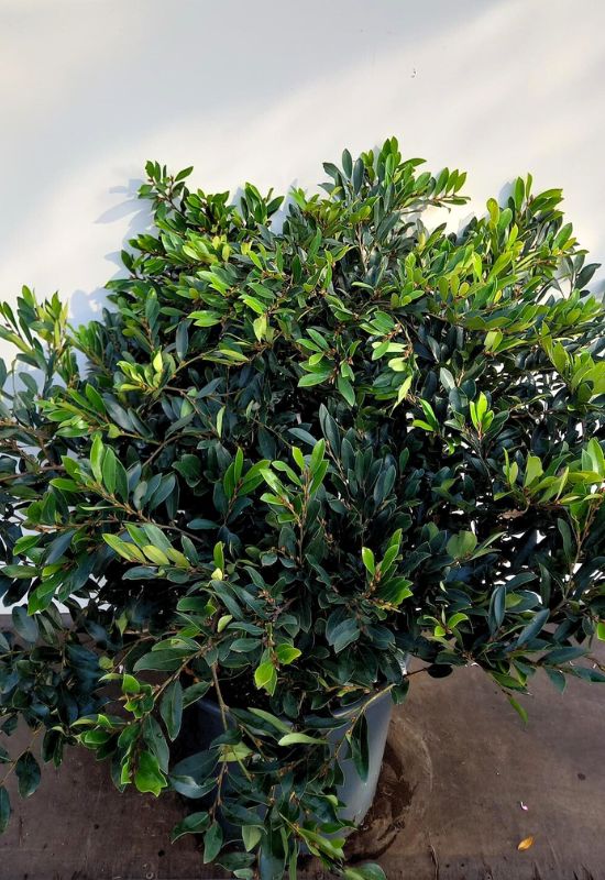 ‘Blue Cascade’ Distylium (Distylium ‘Blue Cascade’)