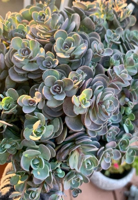 ‘Blue Elf’ Stonecrop (Sedum ‘Blue Elf’)