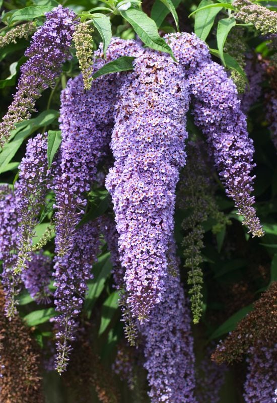 ‘Buzz Sky Blue’ and ‘Empire Blue’ Butterfly Bush (Buddleja davidii ‘Buzz Sky Blue’)