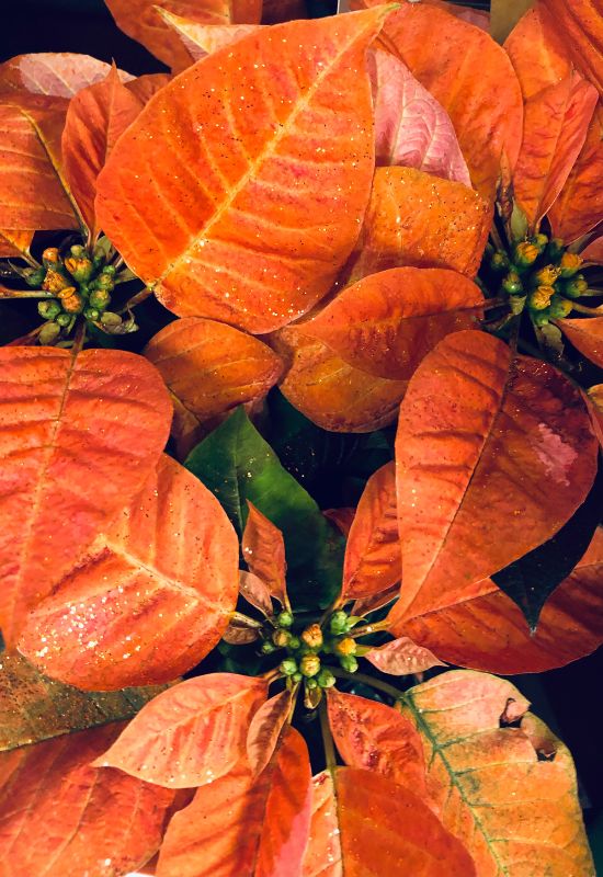 ‘Cinnamon Star’ Poinsettia (Euphorbiapulcherrima ‘Cinnamon Star’)