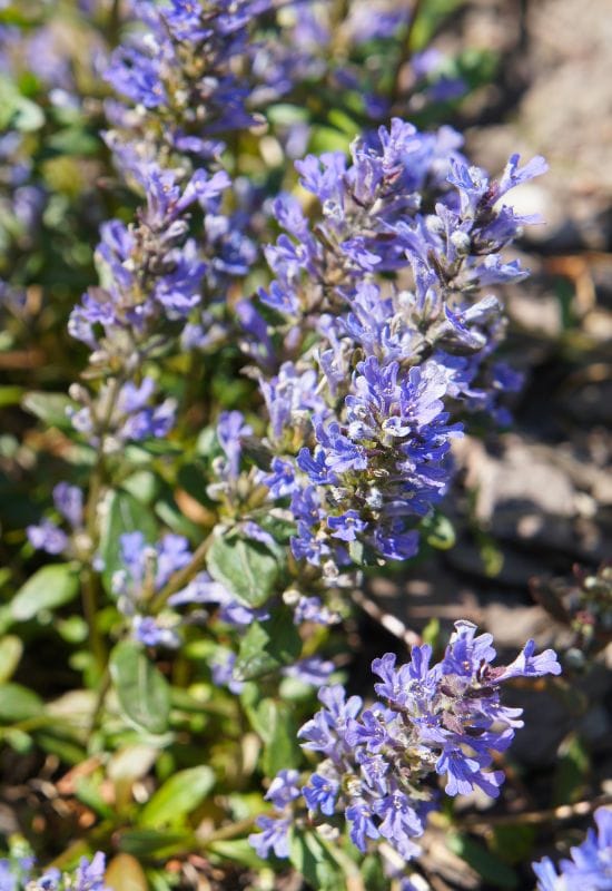 15 Enchanting Low-Growing Perennials to Beautify Your Garden Borders and Pathways 20 ‘Fancy Finch’ Carpet Bugle (Ajuga reptans Feathered Friends ‘Fancy Finch’)