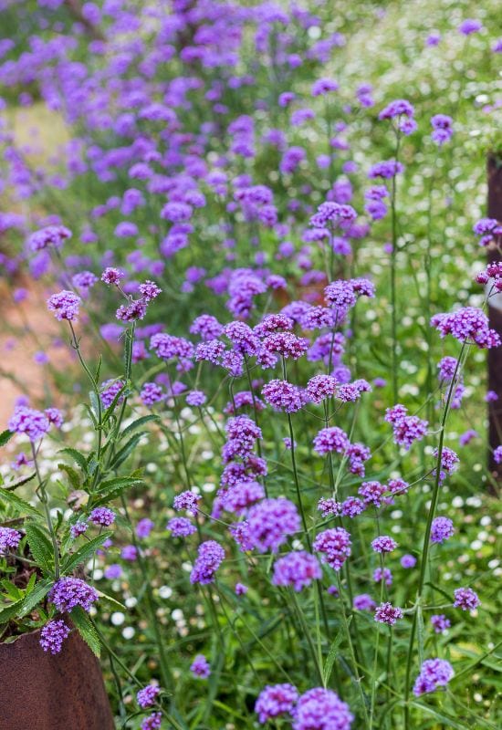 ‘Homestead Purple’ Verbena (Verbena canadensis ‘Homestead Purple’)