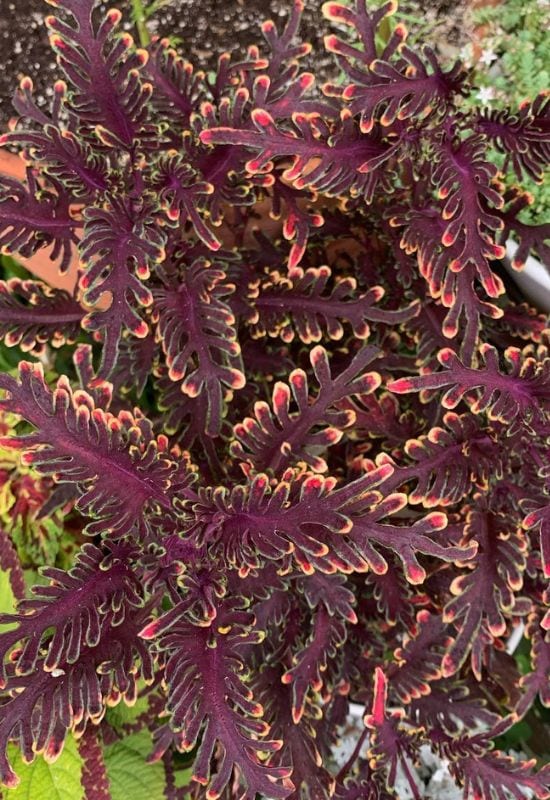 ‘Kiwi Fern’ Coleus (Solenostemonscutellarioides ‘Kiwi Fern’)