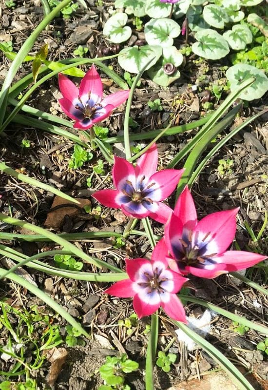‘Little Beauty’ Botanical Tulip (Tulipa humilis ‘Little Beauty’)