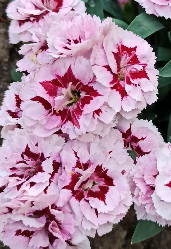 ‘Raspberry Surprise’ Pink (Dianthus hybrid ‘Raspberry Surprise’)