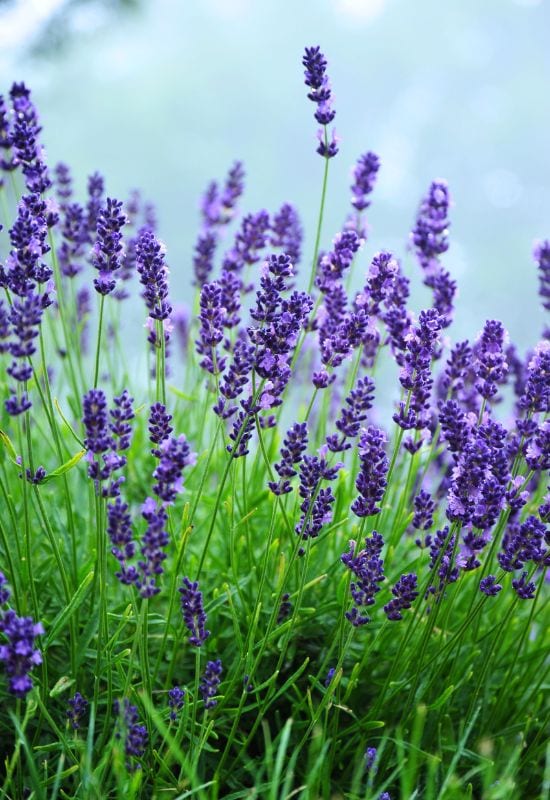 ‘Super Blue’ English Lavender (Lavandula angustifolia ‘Super Blue’)