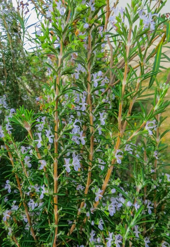 ‘Tuscan Blue’ Rosemary (Rosmarinus officinalis ‘Tuscan Blue’)
