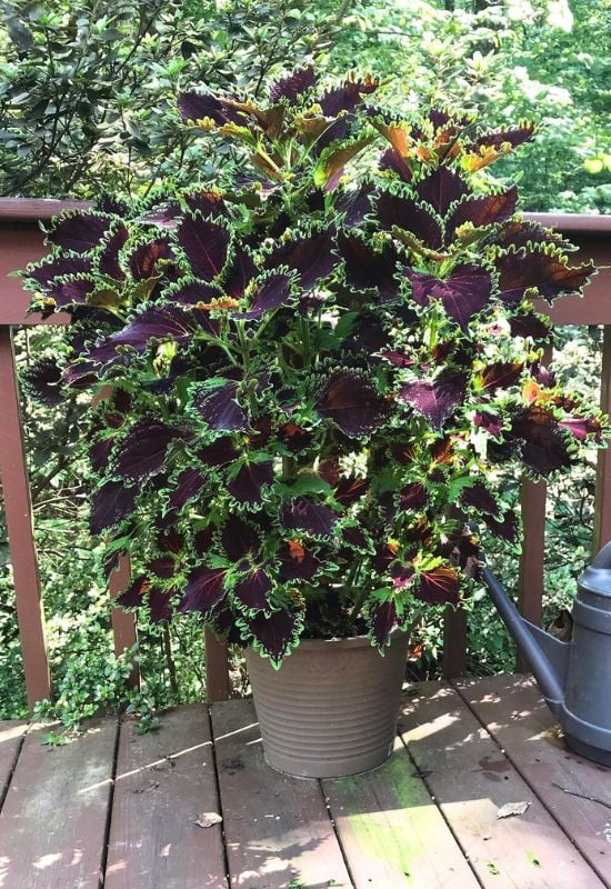 ‘Wicked Witch’ Coleus (Solenostemonscutellarioides ‘Color Blaze Wicked Witch’)