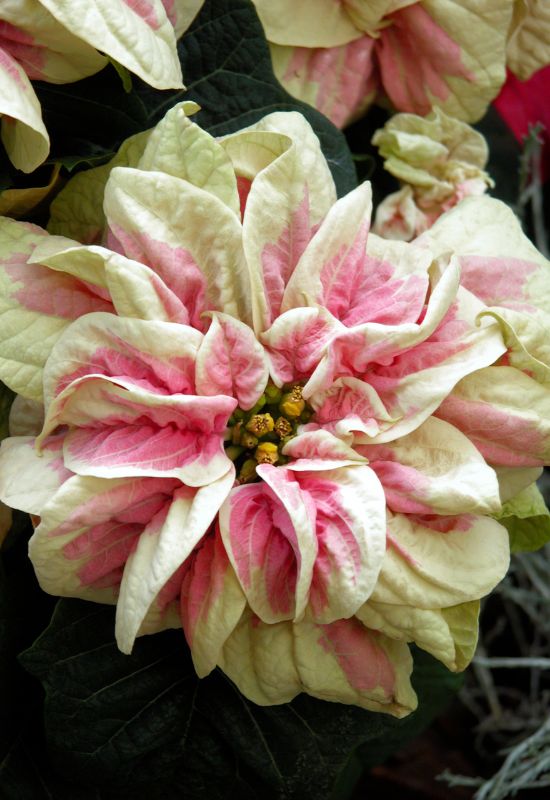 ‘Winter Rose White’ Poinsettia (Euphorbia pulcherrima ‘Winter Rose White’)