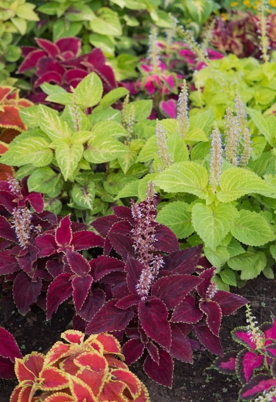 25 Super Colorful Varieties of Coleus to Shine in the Sun