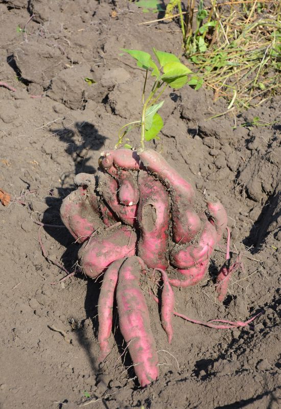 All About Sweet Potatoes