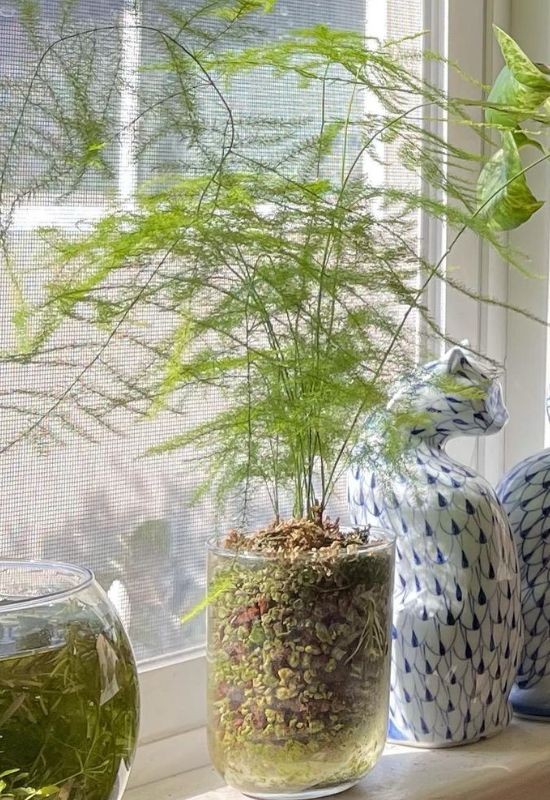 Asparagus Fern (Asparagus densiflorus)