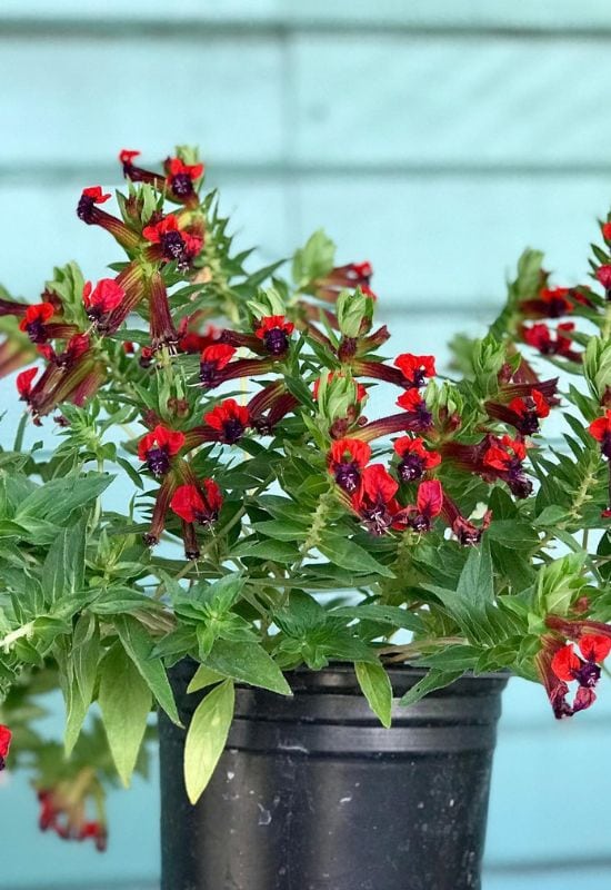 Bat-Faced Cuphea (Cuphea llavea)