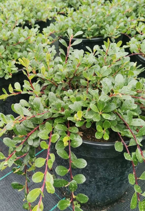 Bearberry (Arctostaphylos Uva-Ursi)