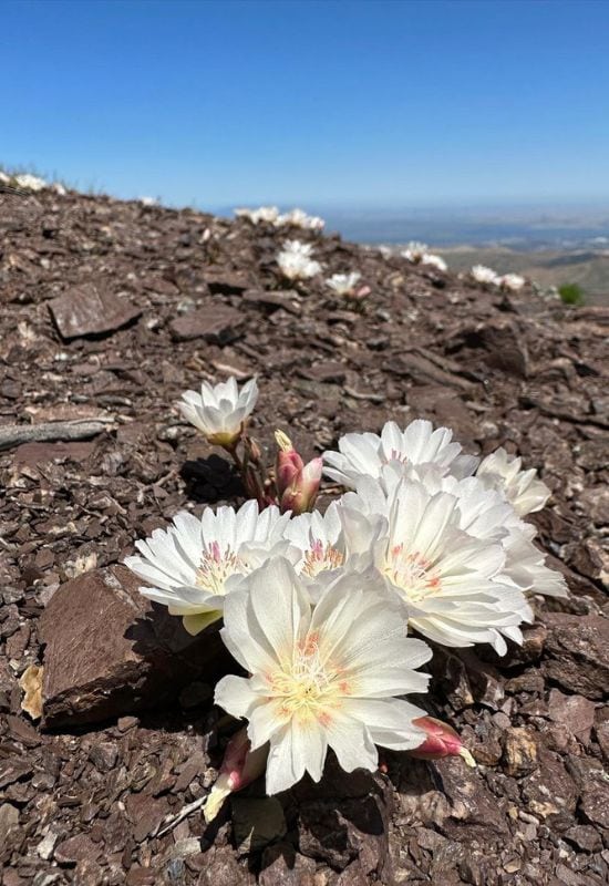 Bitter Root (Lewisia rediviva)