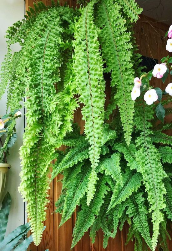 Boston Fern (Nephrolepisexaltata) (1)
